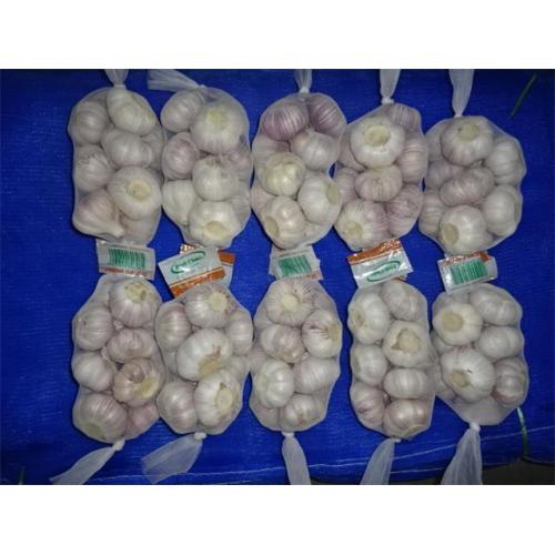 Sale Fresh Garlic 2019