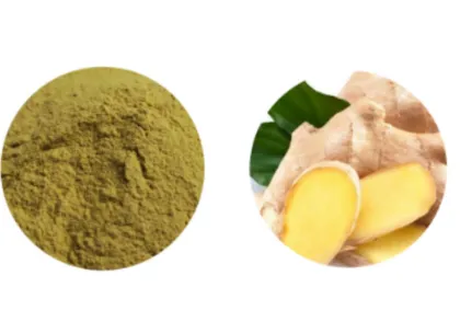 Ginger Extract Ginger Powder