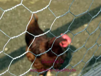 Hexagonal Wire Netting manufacturer in China