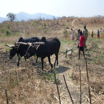 Customizable Cattle Pull Plow - Cow Power Plow