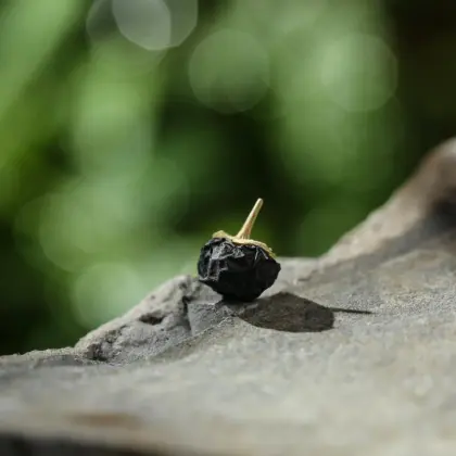 Bulk Wholesale Black Goji Berry From Qinghai