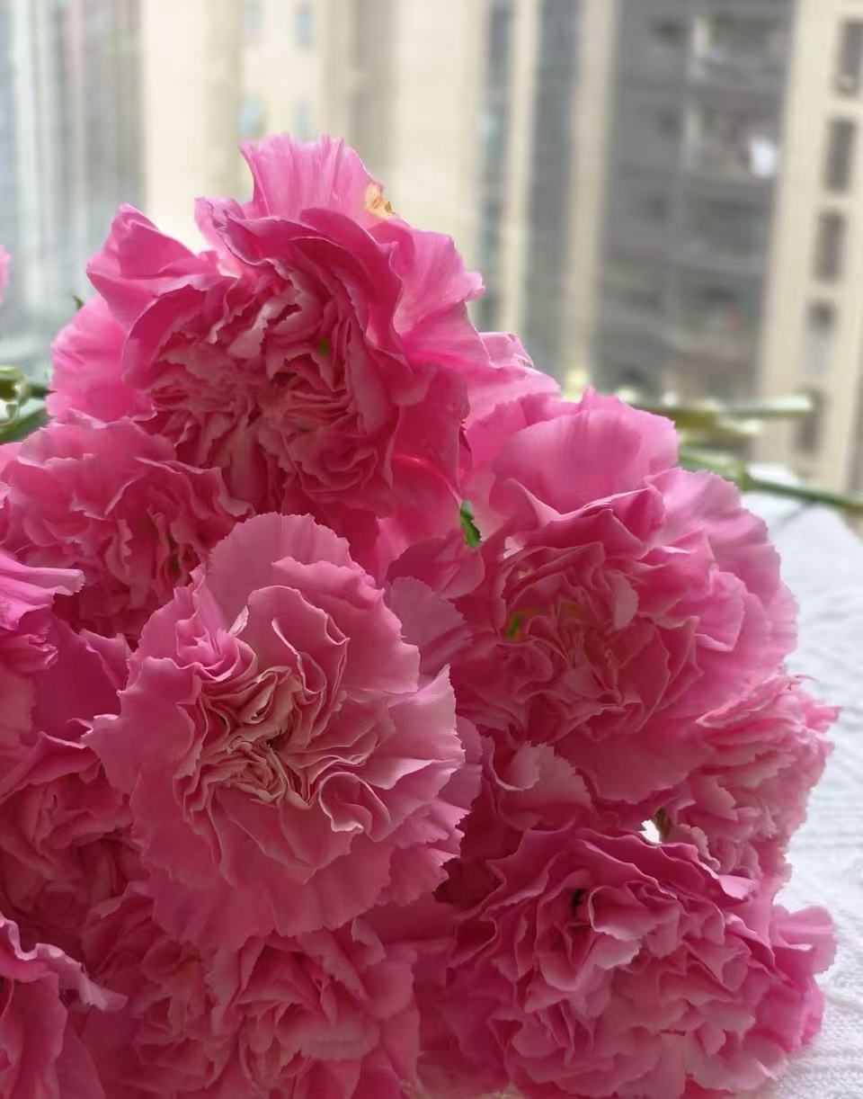 Singe-headed Carnation Little Peach red