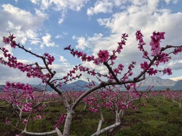 Pêches d'hiver Shidian de style biologique, cultivées dans le sol fertile du Yunnan