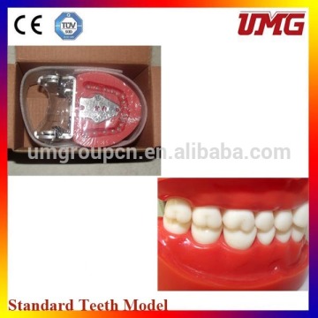 dental false teeth/denture teeth/teeth