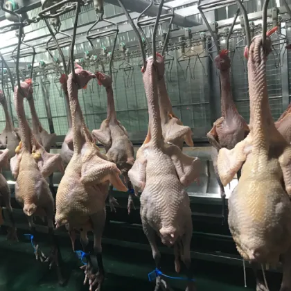 Steel Material Automatic Small Duck & Goose Slaughter Line Equipment for Poultry Farms