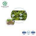 Portulaca oleracea L. Extract Capsule 10:1 Antioxidant Formula