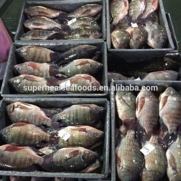 Best Freshness Frozen Black Tilapia Chinese Seafoods