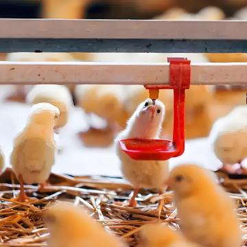 High Quality Poultry Coop and Drinking Water System for Broilers