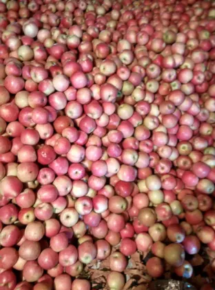 China huaguan apple early apple small apple 138-198