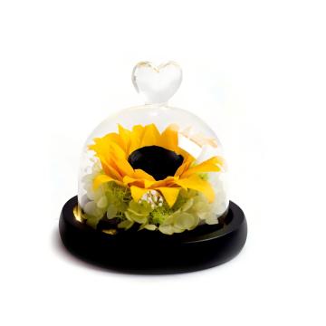 Tournesol unicolore au miel dans un dôme de verre