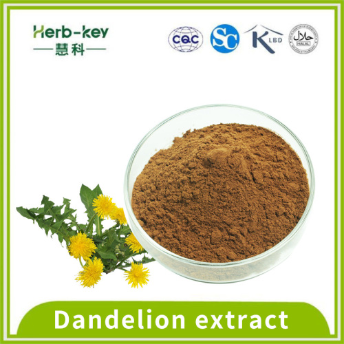 5% Dandelion Extract Powder Refreshing contains 5% total flavonoids dandelion extract Supplier