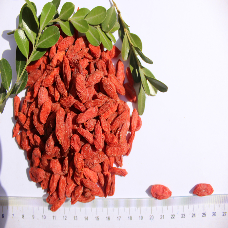 Baya orgánica natural de Goji de la muestra libre del precio bajo