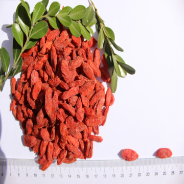 Natural Low Price Free Sample Dried Goji Berry