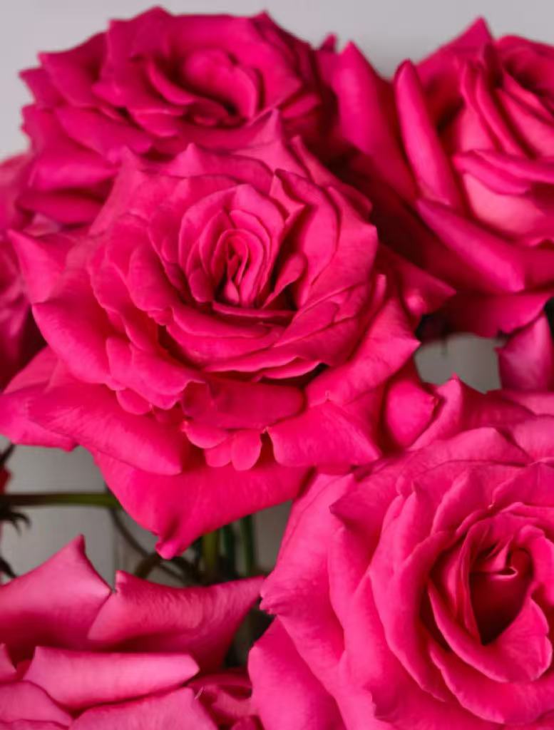 Pink Floyd Roses