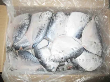 Moon fish