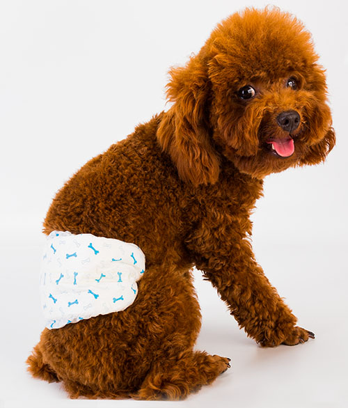 Male Dog Disposable Diaper