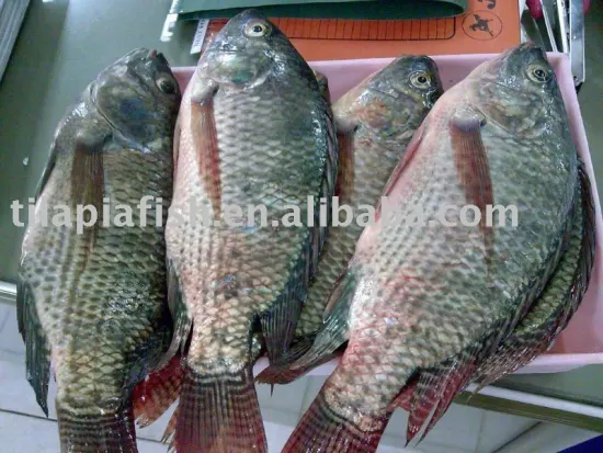 Frozen tilapia for Africa