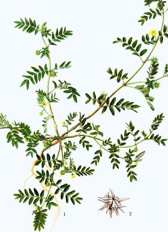 Tribulus terrestris