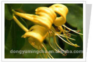 Honey suchle Flower P.E.extract