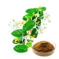 5%-98% Chlorogenic acid Honeysuckle Flower Extract