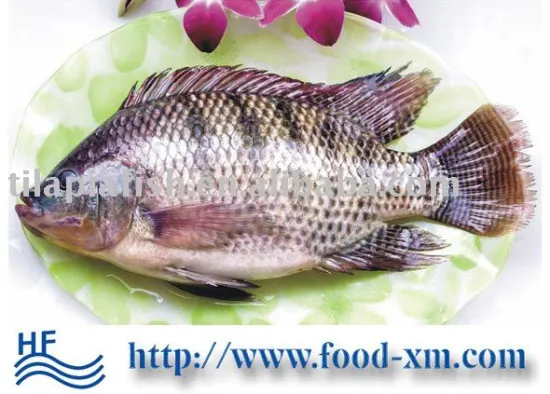 Healthy Frozen Best Bream Tilapia Mosambique