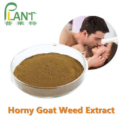 Penis Kräutermedizin Horny Goat Weed Pulver Extrakt