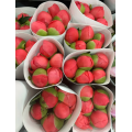 Paeonia Lactiflora প্রবাল সূর্যাস্ত