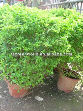 Duranta repens shrub trees