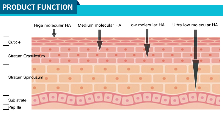 Hyaluronic Acid Function