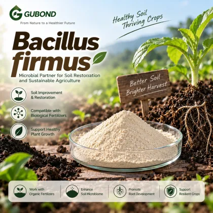 Bacillus firmus Probiotic Powder