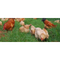 High Absorption Feed Minerals Additives DCP 18%