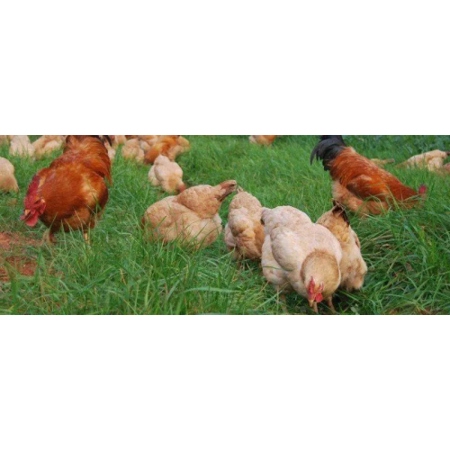 High Absorption Feed Minerals Additives DCP 18%