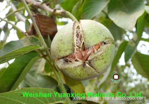 wise choice Chinese walnut kernels light pieces