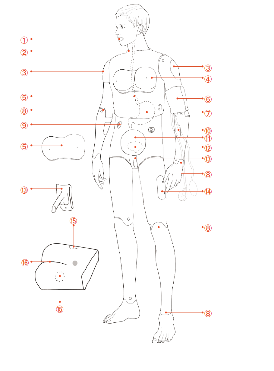 nursing manikin