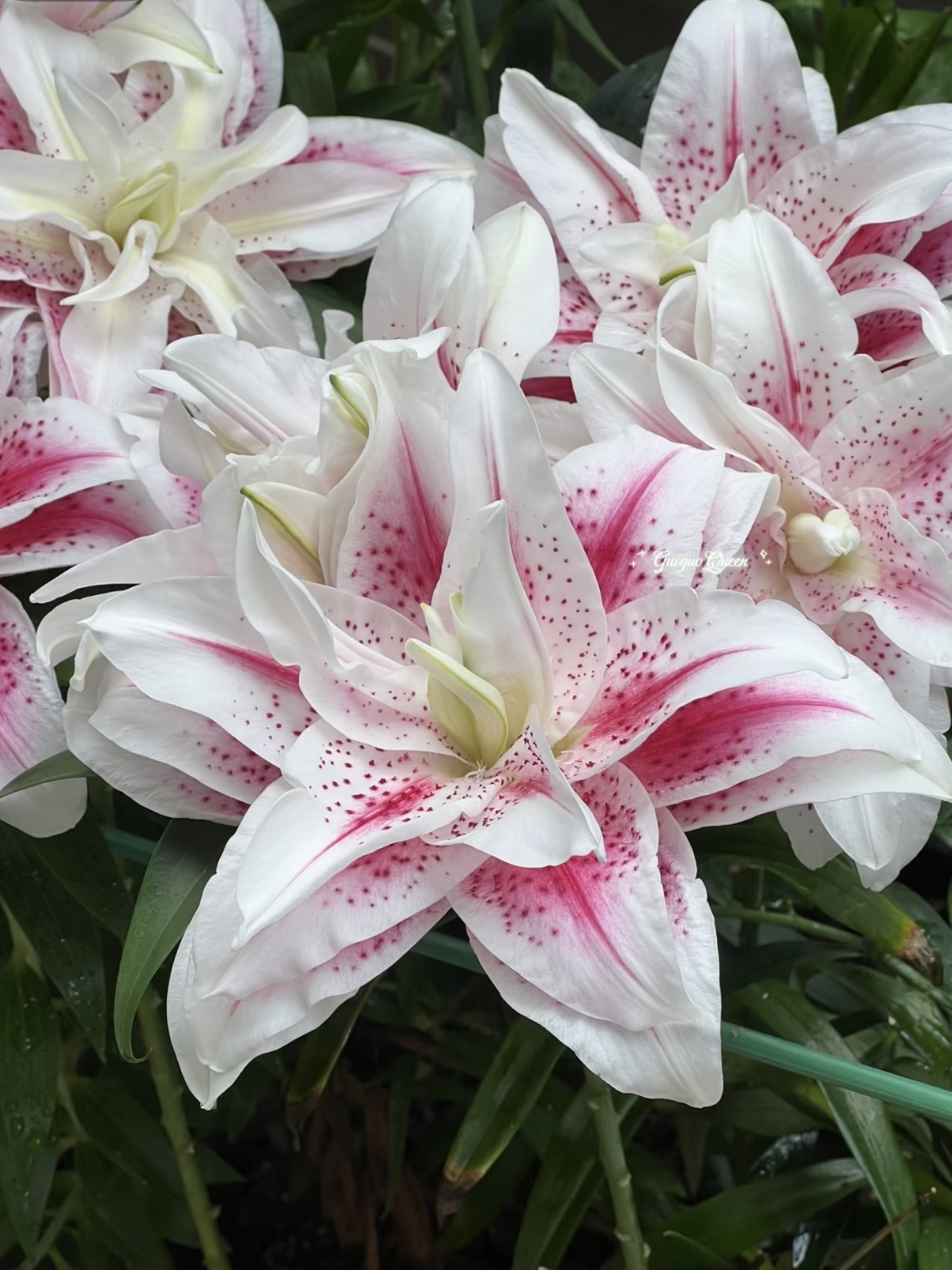 Magic Fairy Double Lily