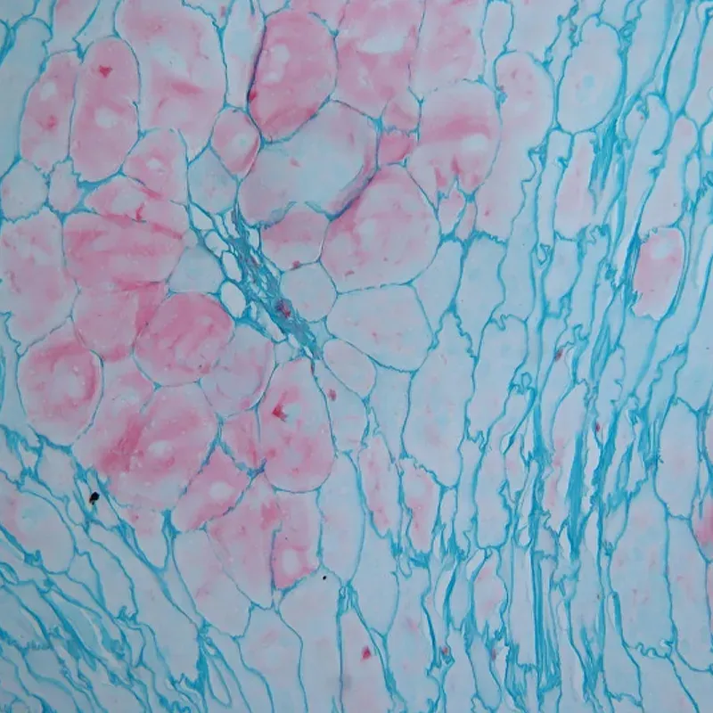BestScope BS-2052AT Microscope