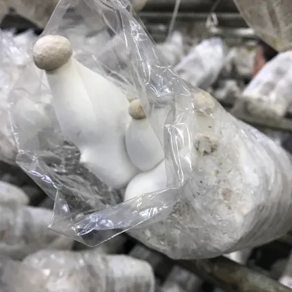 King Oyster Mushrooms Are Grown All Year Round