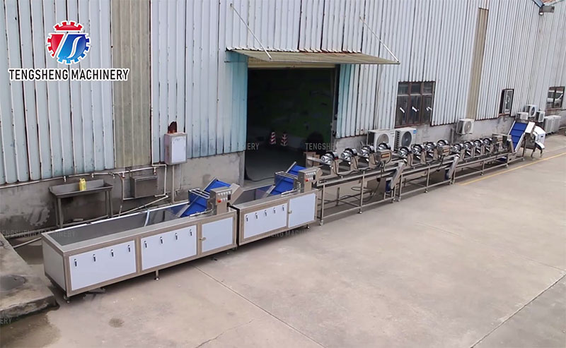 vegetable processing line