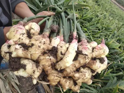 Big Size Ginger Export