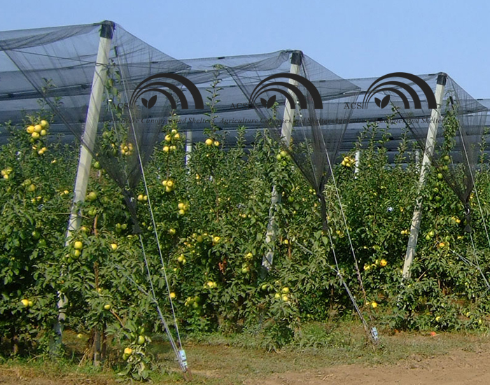 Fruit Netting Protection and Covering Strucutre