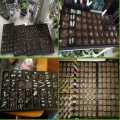 High Quality Cells Seed Growing Trays Fodder