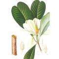 Extracto de la corteza Magnolia 98% Magnolol Pure Natural 528-43-8