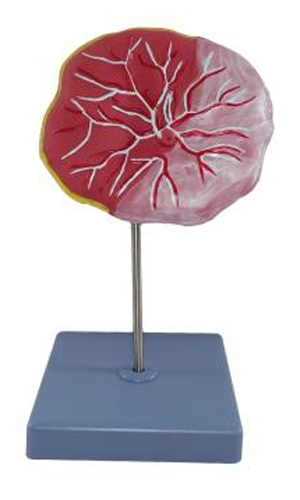 Placenta model(which is an organ)