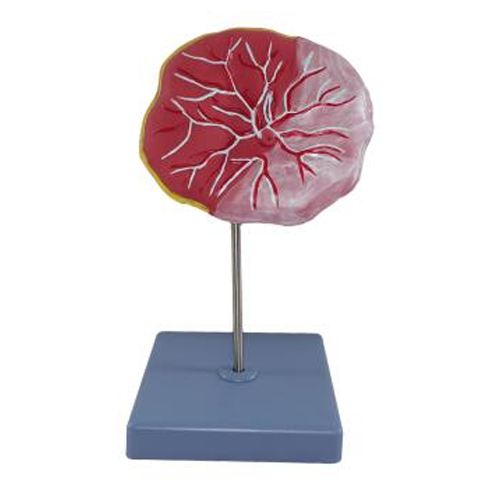 Placenta model(which is an organ)