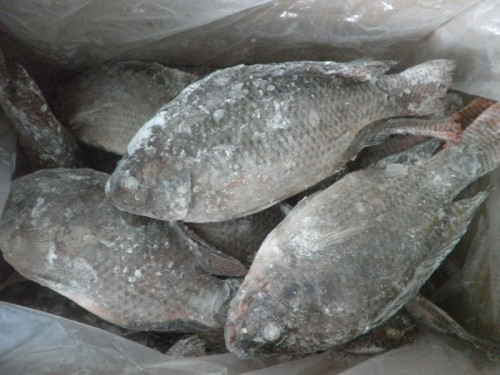 Gutted and Scaled IQF IVP Black Tilapia 600-900g