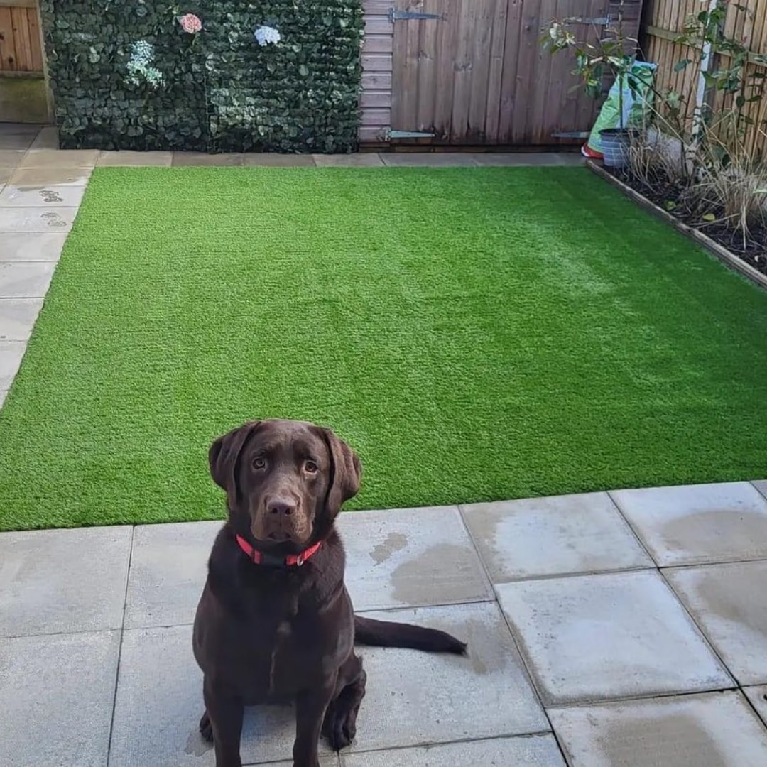 Backyard Pet Turf