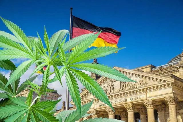 Europe marijuana grow light