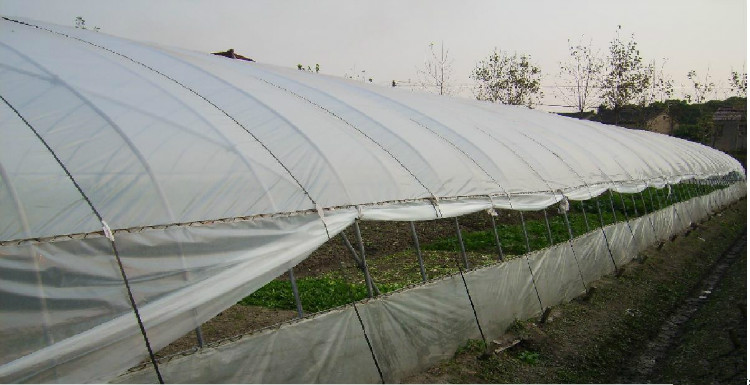 Single Span PE Film Greenhouse