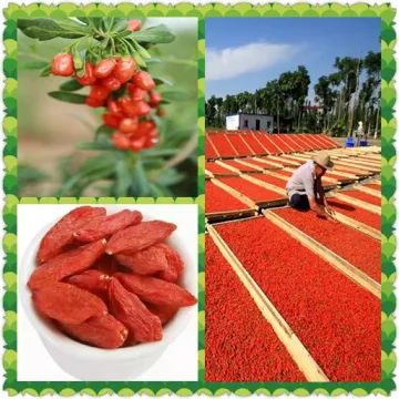 Ning Xia Dried Goji Berry Fruit
