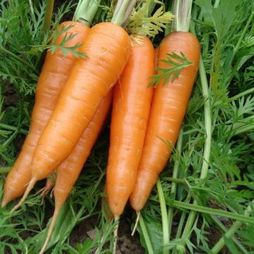 2021 crop super quality  xiamen carrot